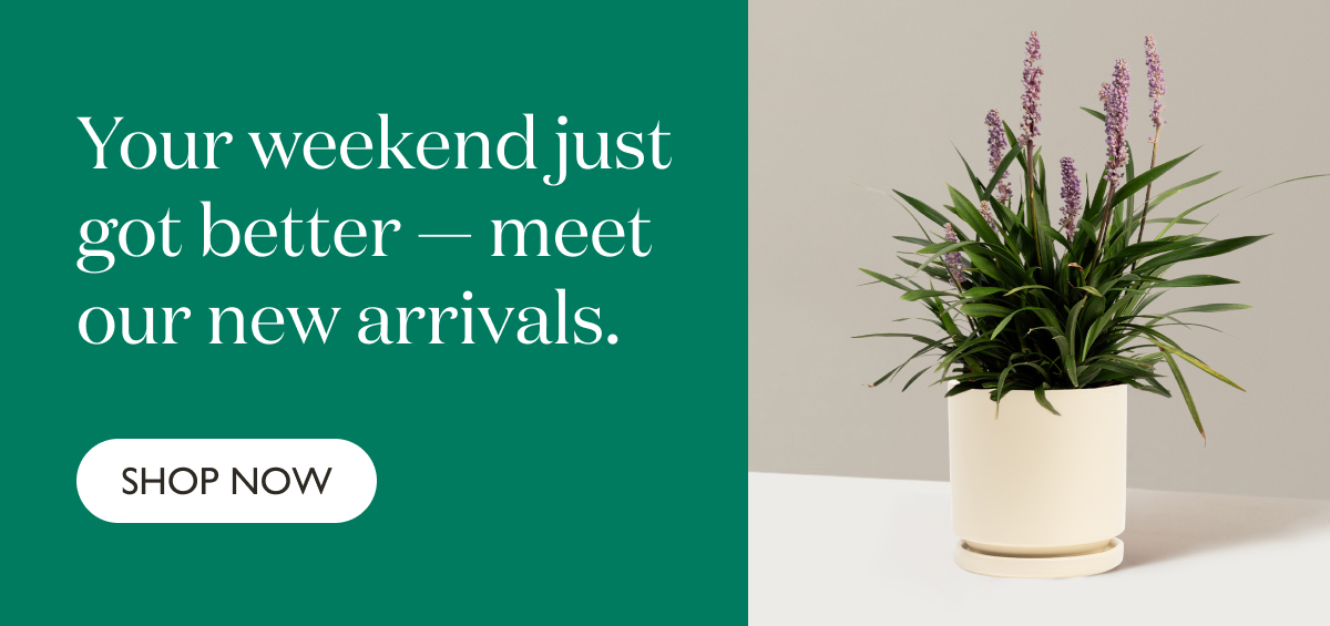 Your weekend just got better - meet our New Arrivals.