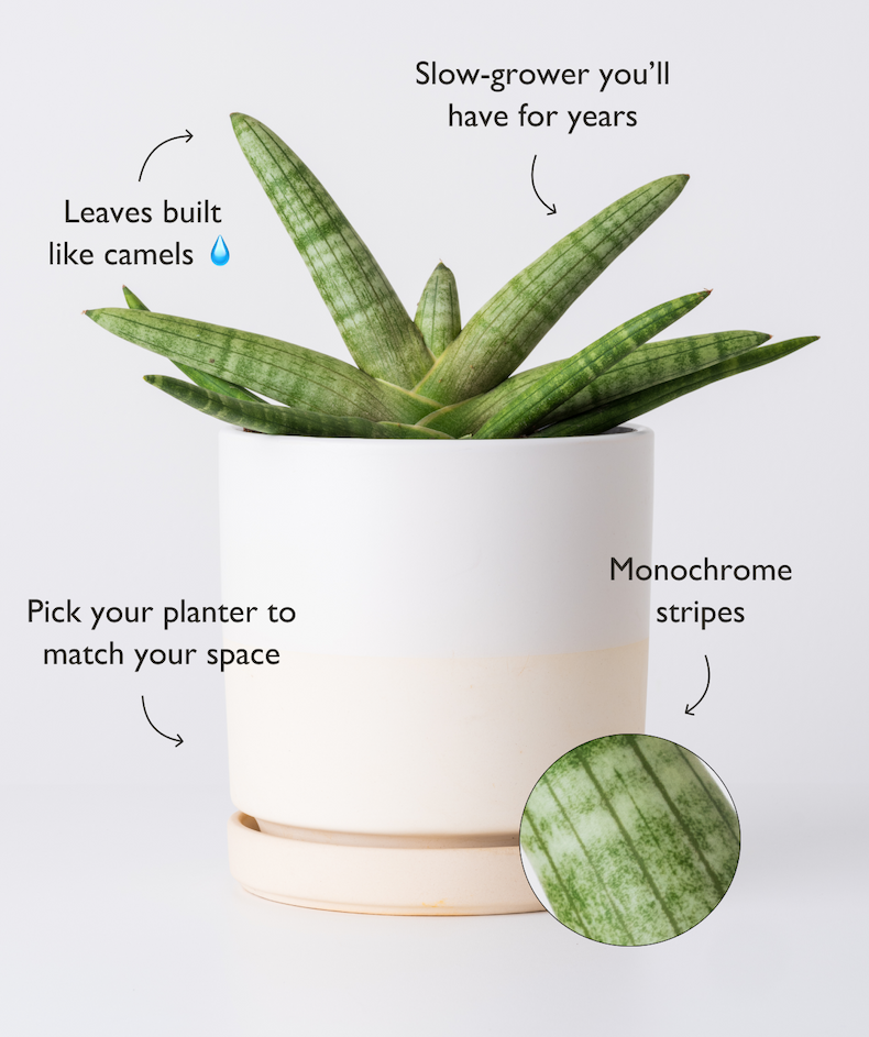 Pictured: Snake Plant Starfish