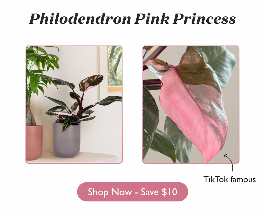 Philodendron Pink Princess