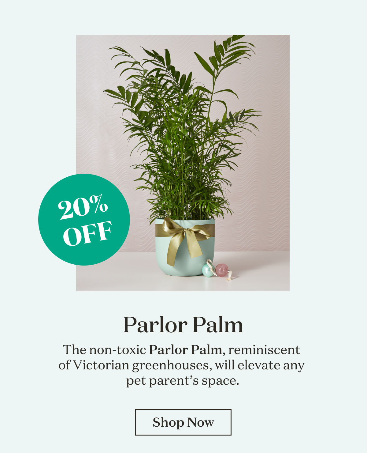 Parlor Palm. The non-toxic Parlor Palm, reminiscent  of Victorian greenhouses, will elevate any  pet parent’s space.