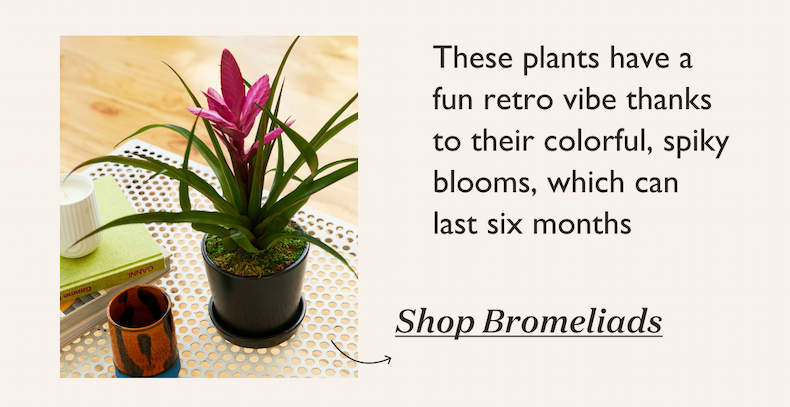 These plants have a fun retro vibe thanks to their colorful, spiky blooms, which can last six months.