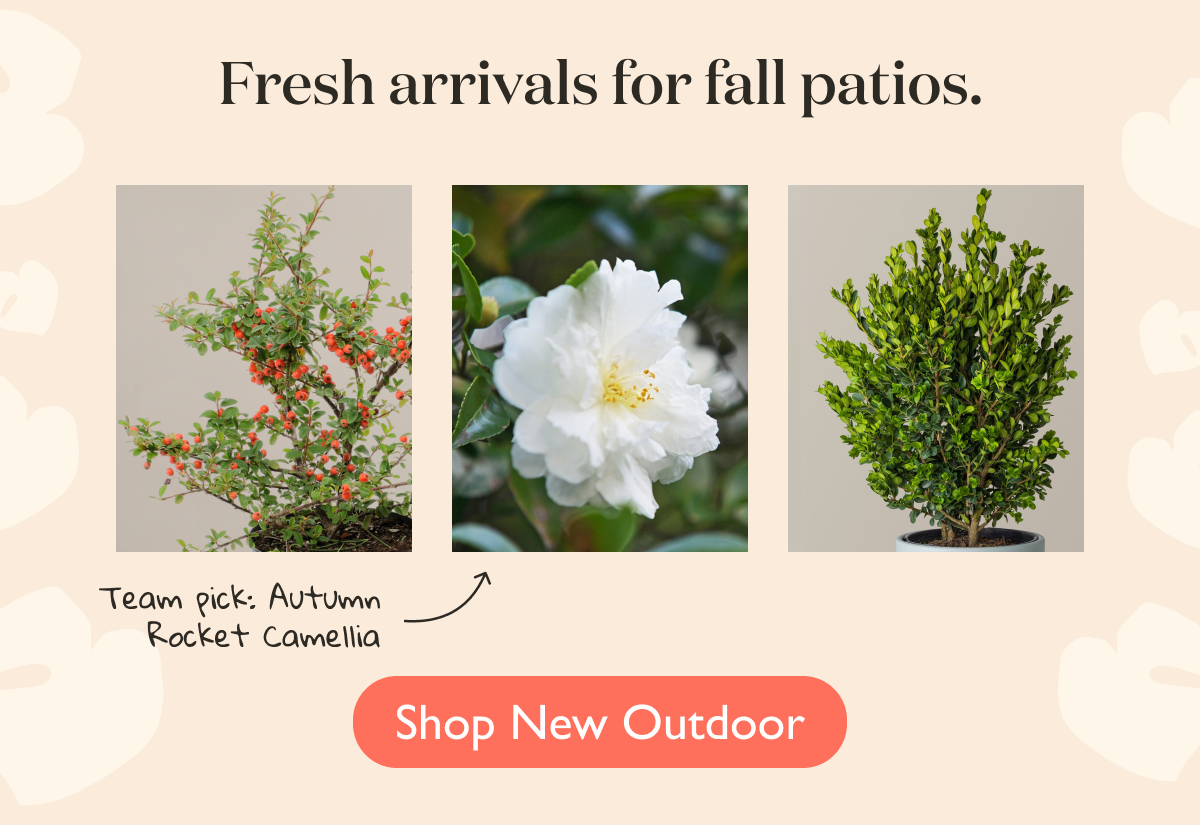 Fresh arrivals for fall patios. Meet our new outdoor plants.