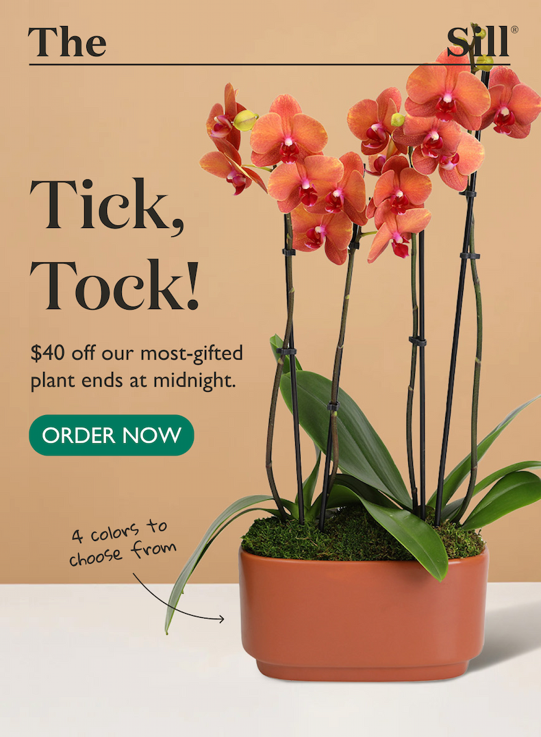 Final Hours: $40 off our original Large Double Orchid, all colors, ends at midnight.