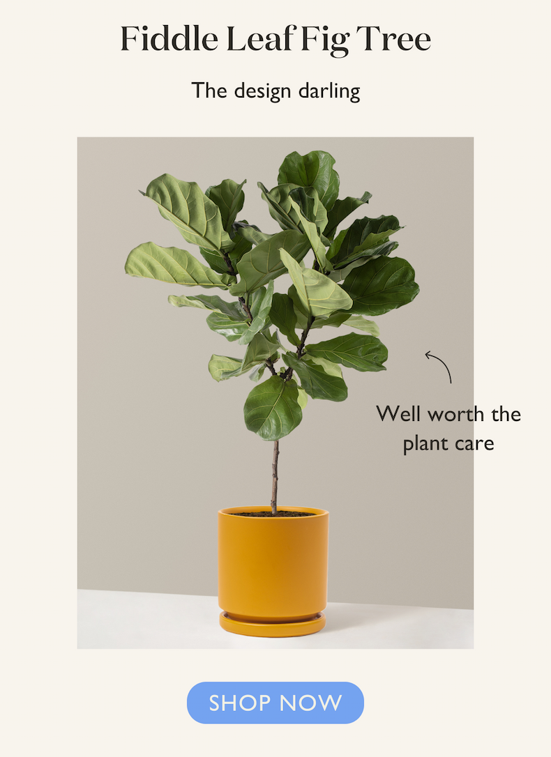 Fiddle Leaf Fig Tree: The design darling 