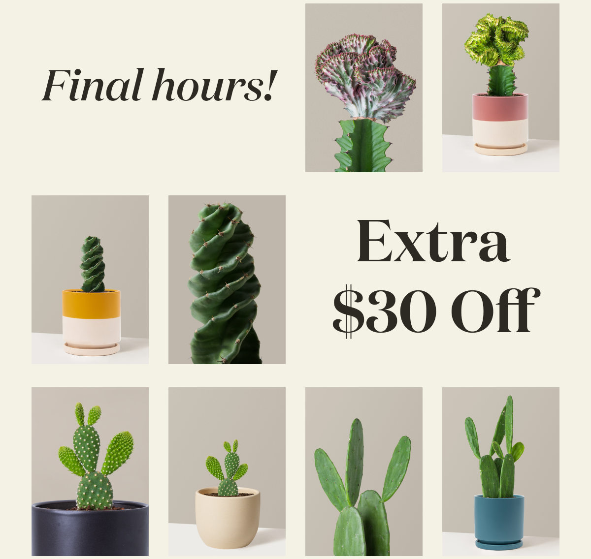 Final Hours! Extra $30 Off Cool Cacti