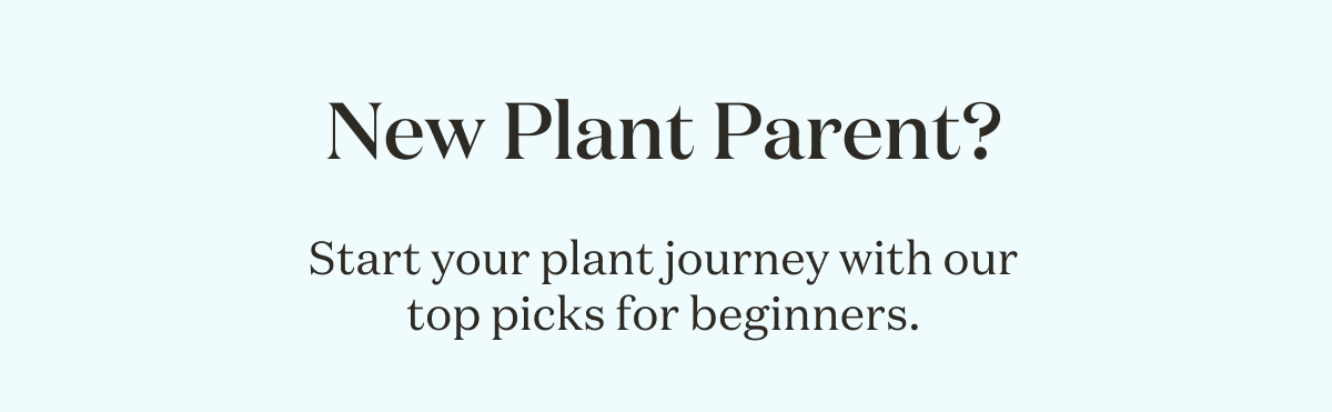 New Plant Parent? Start your plant journey with our top picks for beginners. 