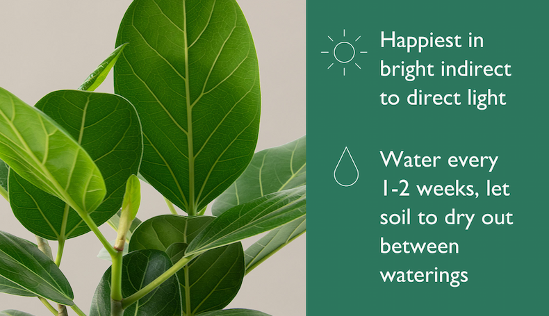 Ficus Audrey Tree Care: Bright indirect to direct light; Water every 1-2 weeks, only when dry. 