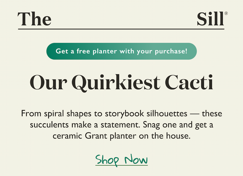 Our Quirkiest Cacti: From spiral shapes to storybook silhouettes, these succulents make a statement. For a limited time, get a free ceramic Grant planter with your cacti purchase.