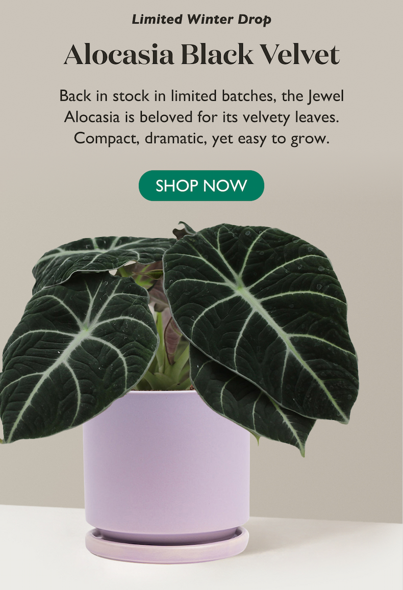Back in stock in limited batches, the Jewel Alocasia is beloved for its velvety leaves. Compact, dramatic, yet easy to grow. Shop Alocasia Black Velvet.