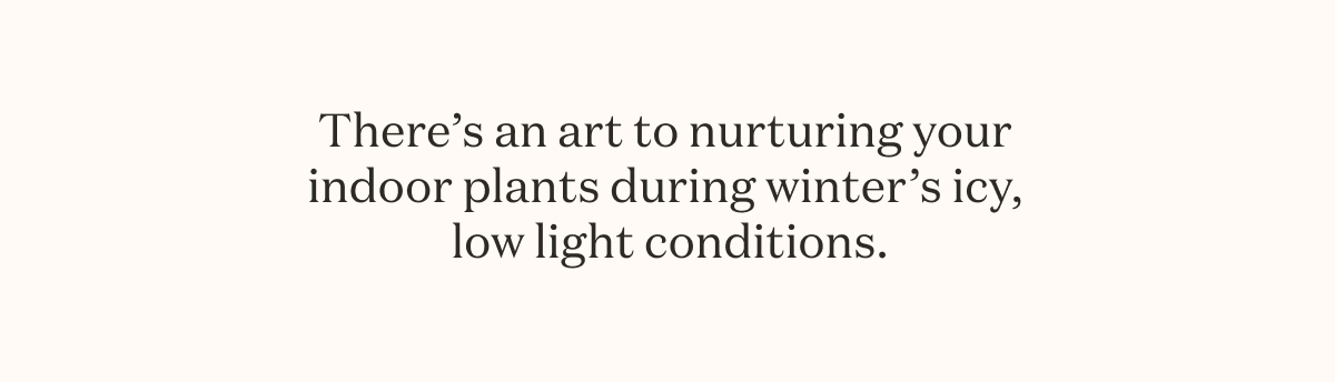 There’s an art to nurturing your indoor plants during winter’s icy, low light conditions.