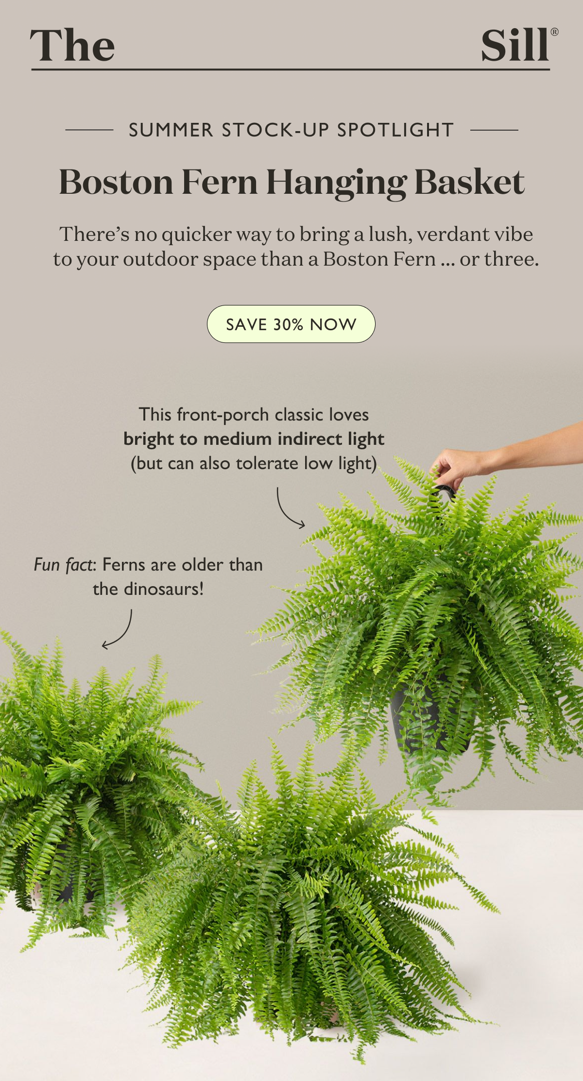 30% off Boston Fern Hanging Basket