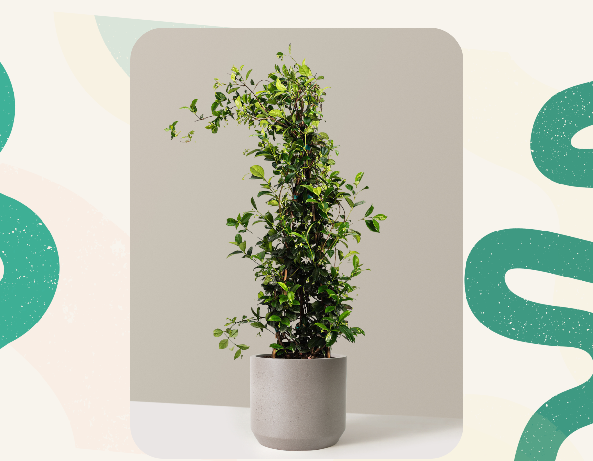 Easy and Fragrant Star Jasmine