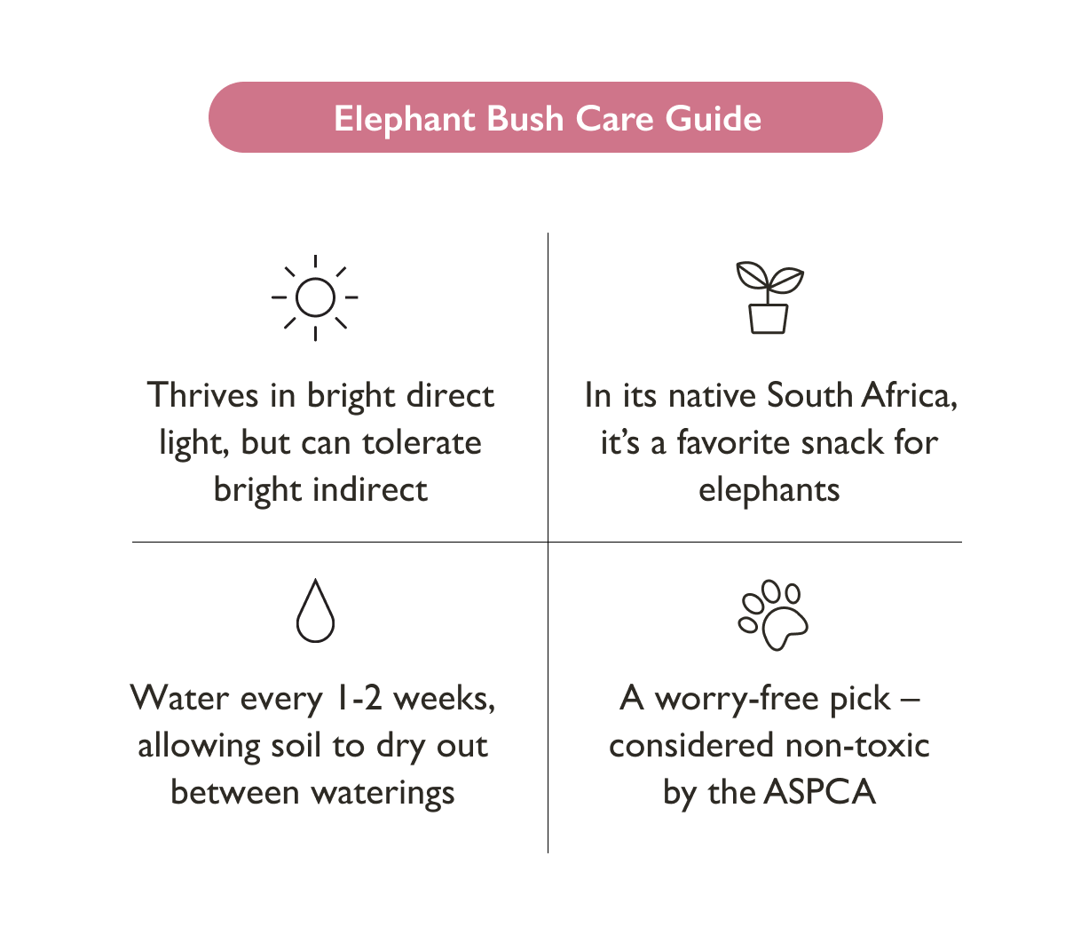 Elephant Bush Plant Care Guide