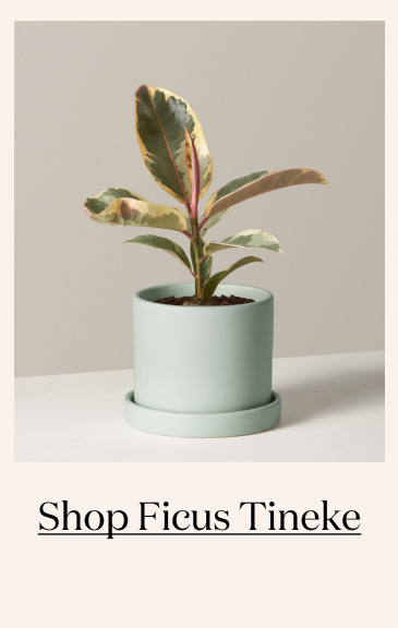 Shop Ficus Tineke