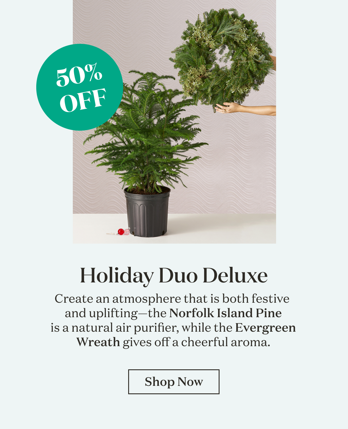 Holiday Duo Deluxe. Create an atmosphere that is both festive  and uplifting—the Norfolk Island Pine  is a natural air purifier, while the Evergreen  Wreath gives off a cheerful aroma.
