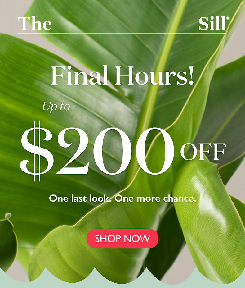 Final hours. One last look. One more chance. Shop now. 