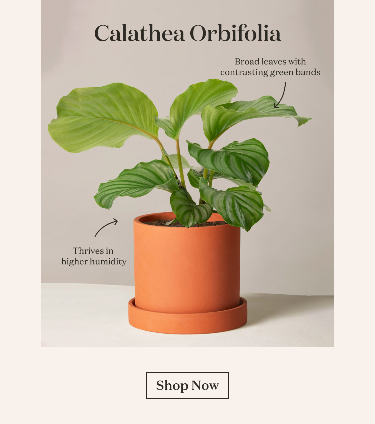 Calathea Orbifolia