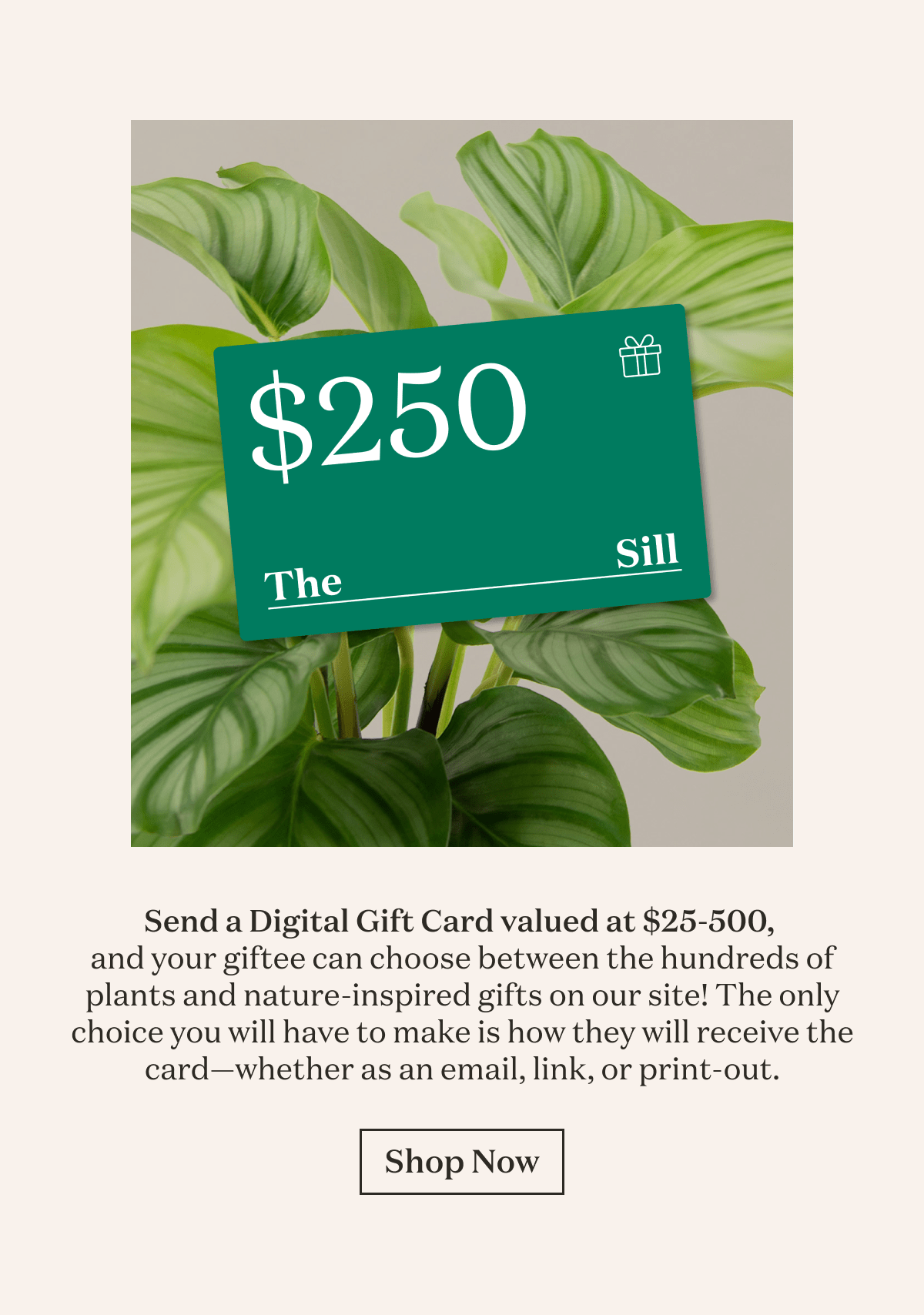 Send a Digital Gift Card valued at $25-500,  and your giftee can choose between the hundreds of plants and nature-inspired gifts on our site! The only choice you will have to make is how they will receive the card—whether as an email, link, or print-out.