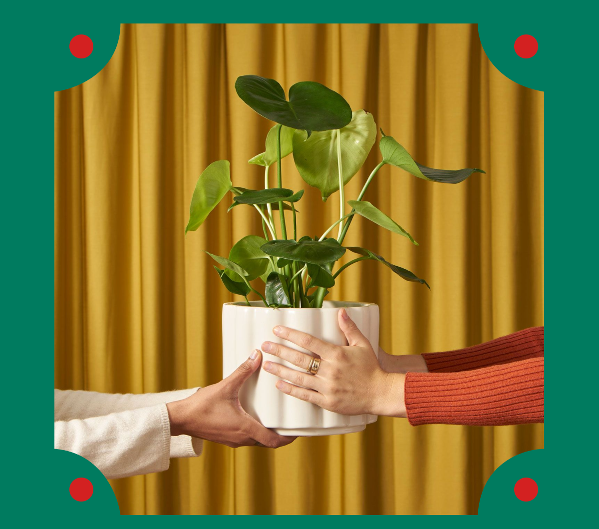 Monstera Deliciosa Plant Gift