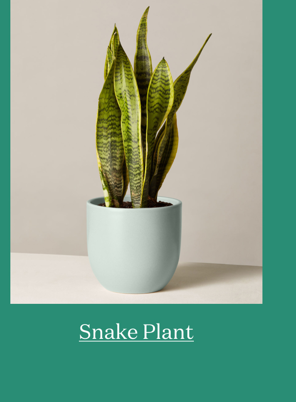 Snake Plant