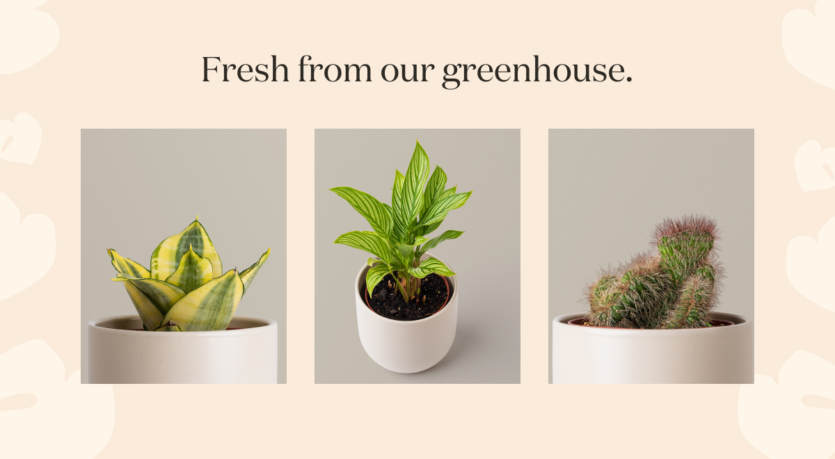 Fresh from our greenhouse. See more new arrivals.  Fresh from our greenhouse. See more new arrivals.