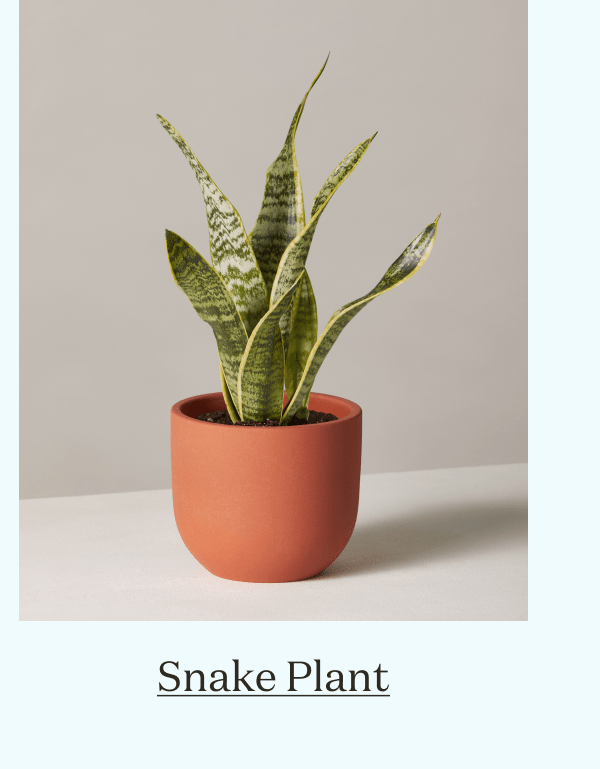 Snake Plant