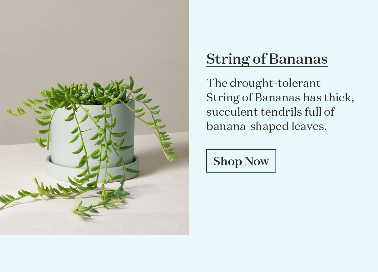 String of Bananas