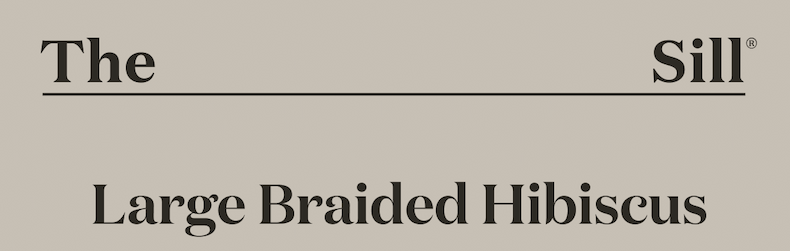 Large Braided Hibiscus Tree