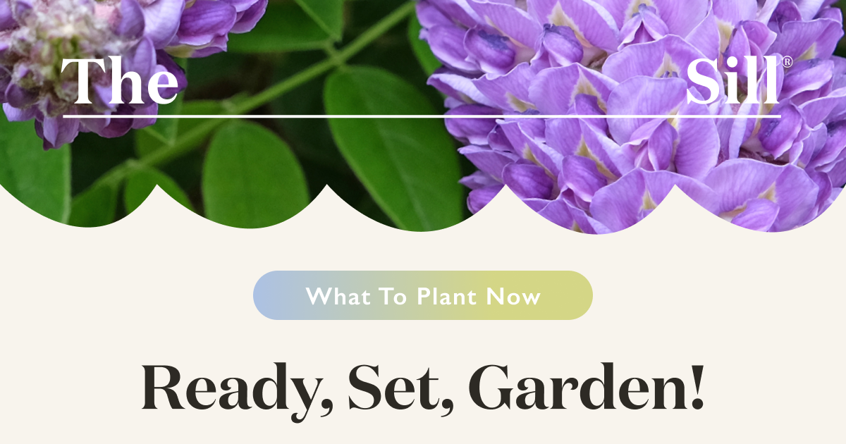 What To Plant Now
