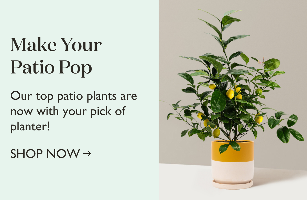 New: Top patio plants, now in planters!