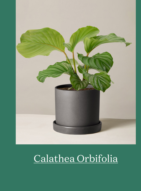 Calathea Orbifolia