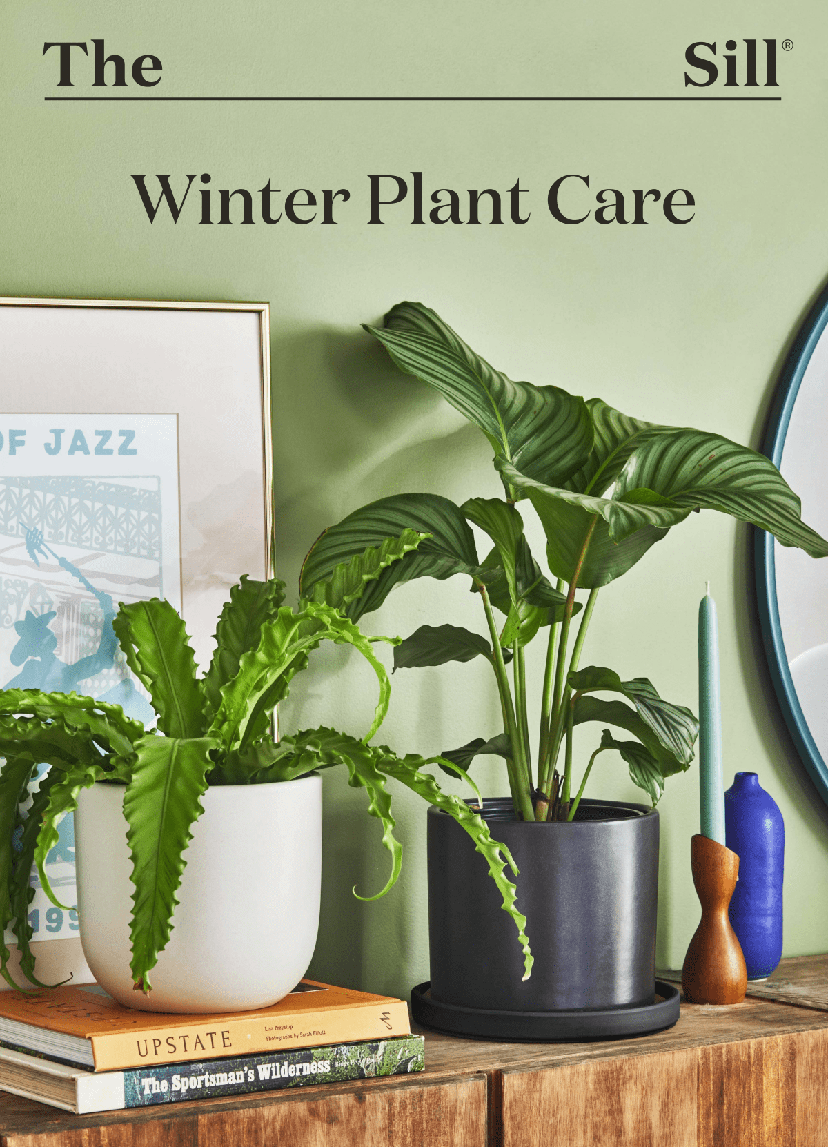 Winter Plant Care