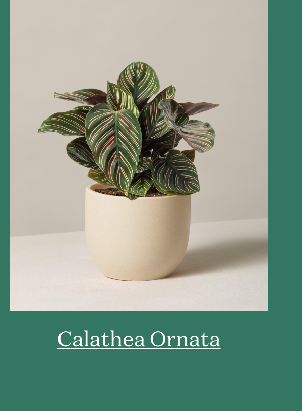 Calathea Ornata