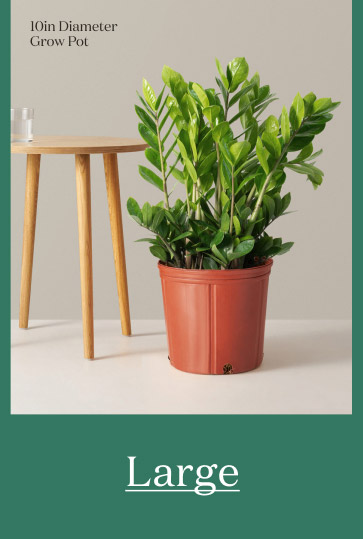 Large ZZ Plant