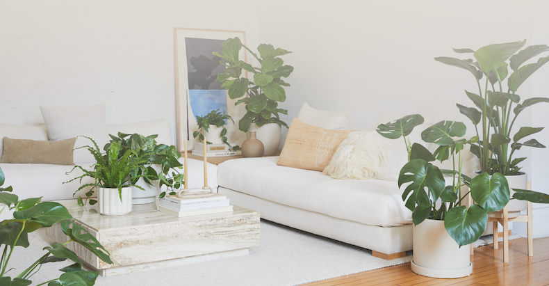 Living room filled with houseplants.