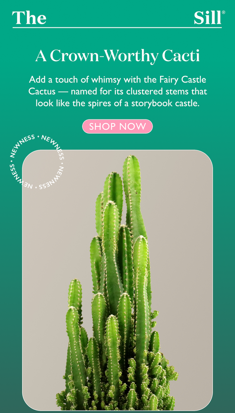 Shop the Fairy Castle Cactus: Add a touch of whimsy with the Fairy Castle Cactus — named for its clustered stems that look like the spires of a storybook castle.