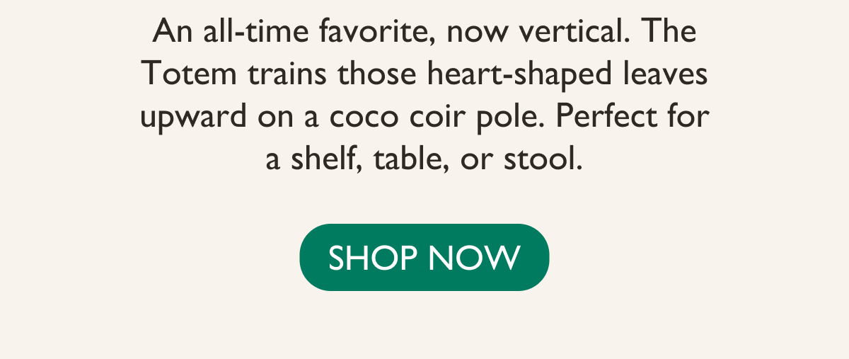 The Totem trains those heart-shaped leaves upward on a coco coir pole. Perfect for a shelf, table, or stool. 
