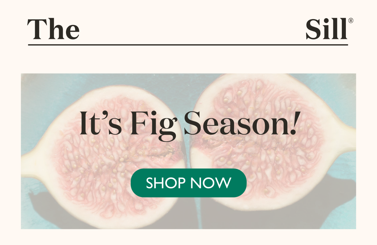 It's Fig Season!