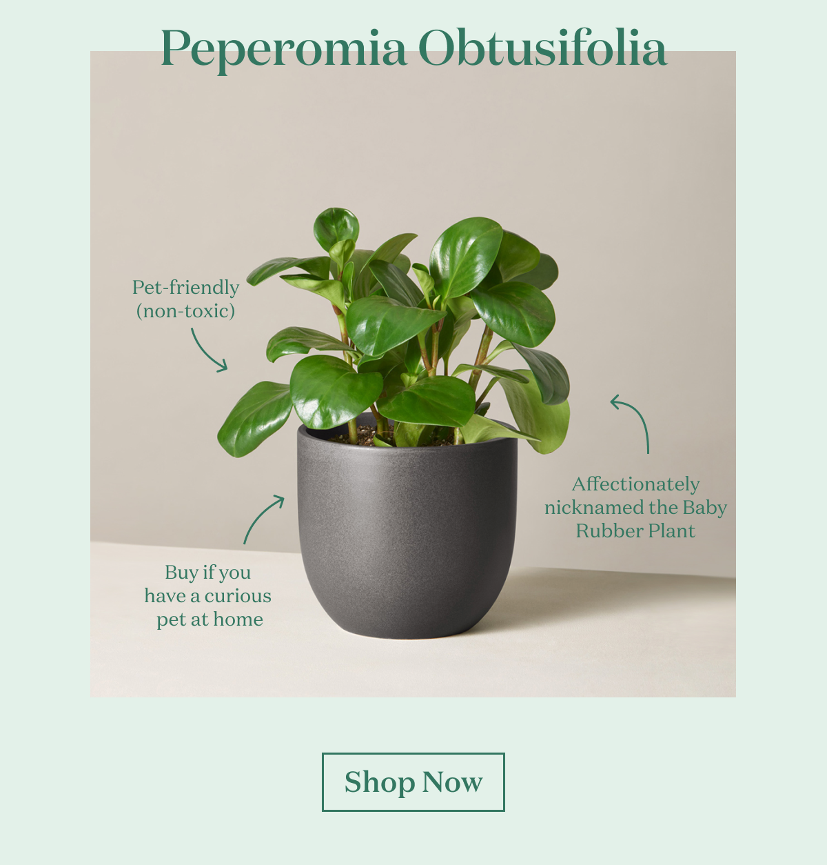 Peperomia Obtusifolia