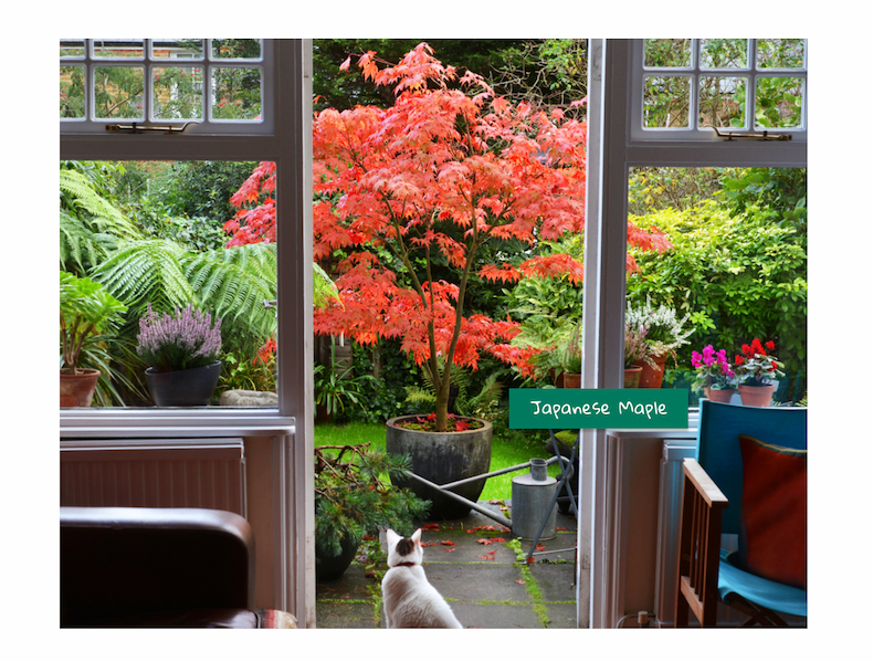 Container Friendly Maple Trees