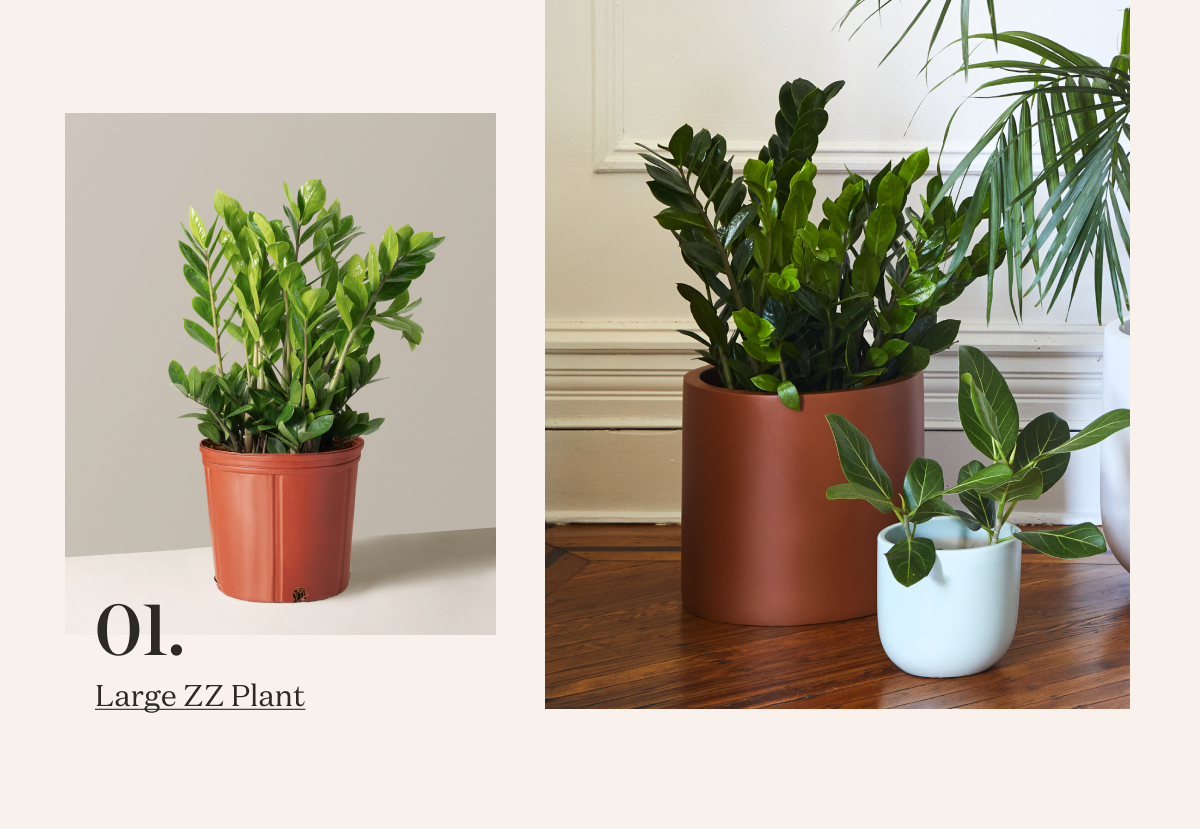 Large ZZ Plant