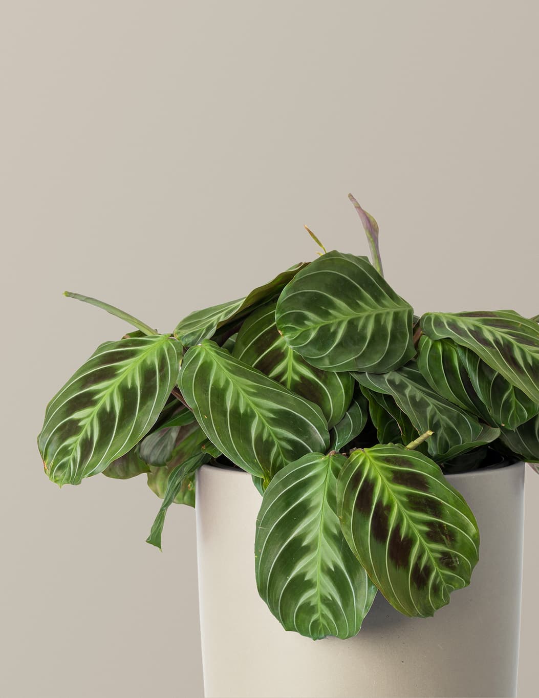 Black Prayer Plant side angle of plant and planter. 