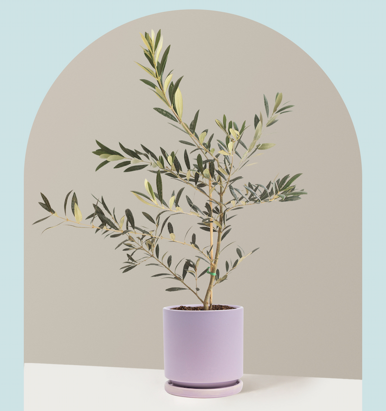 Olive Tree in Isabella ceramic planter in Lavender