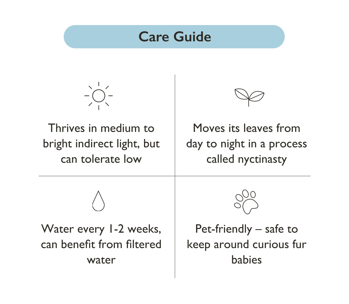 Pictured: Calathea Network Plant Care Tips