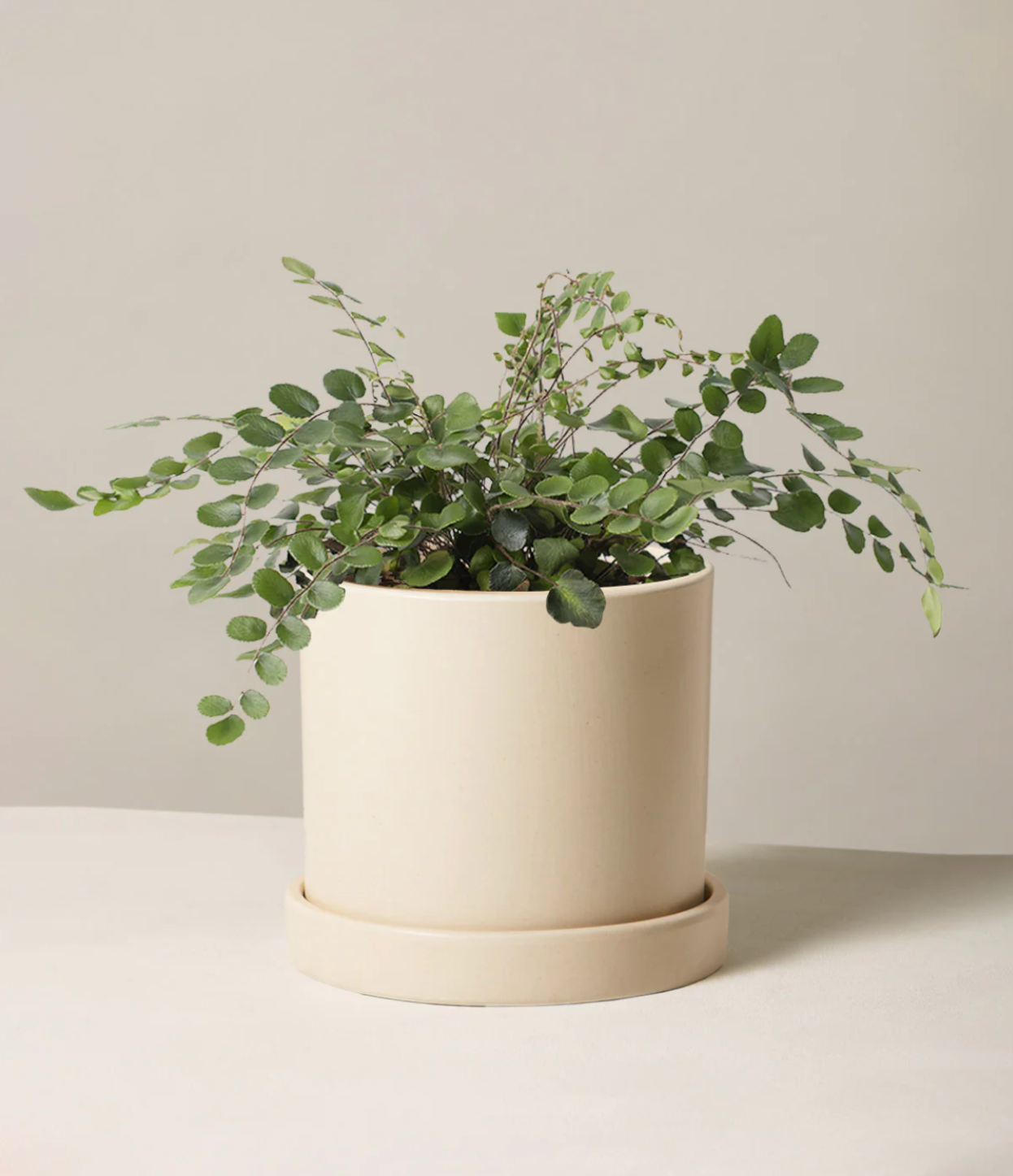 Shop Button Fern
