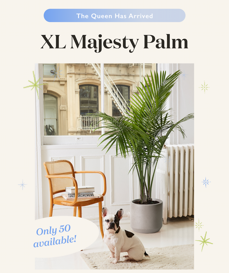 Shop Extra Large Majesty Palm