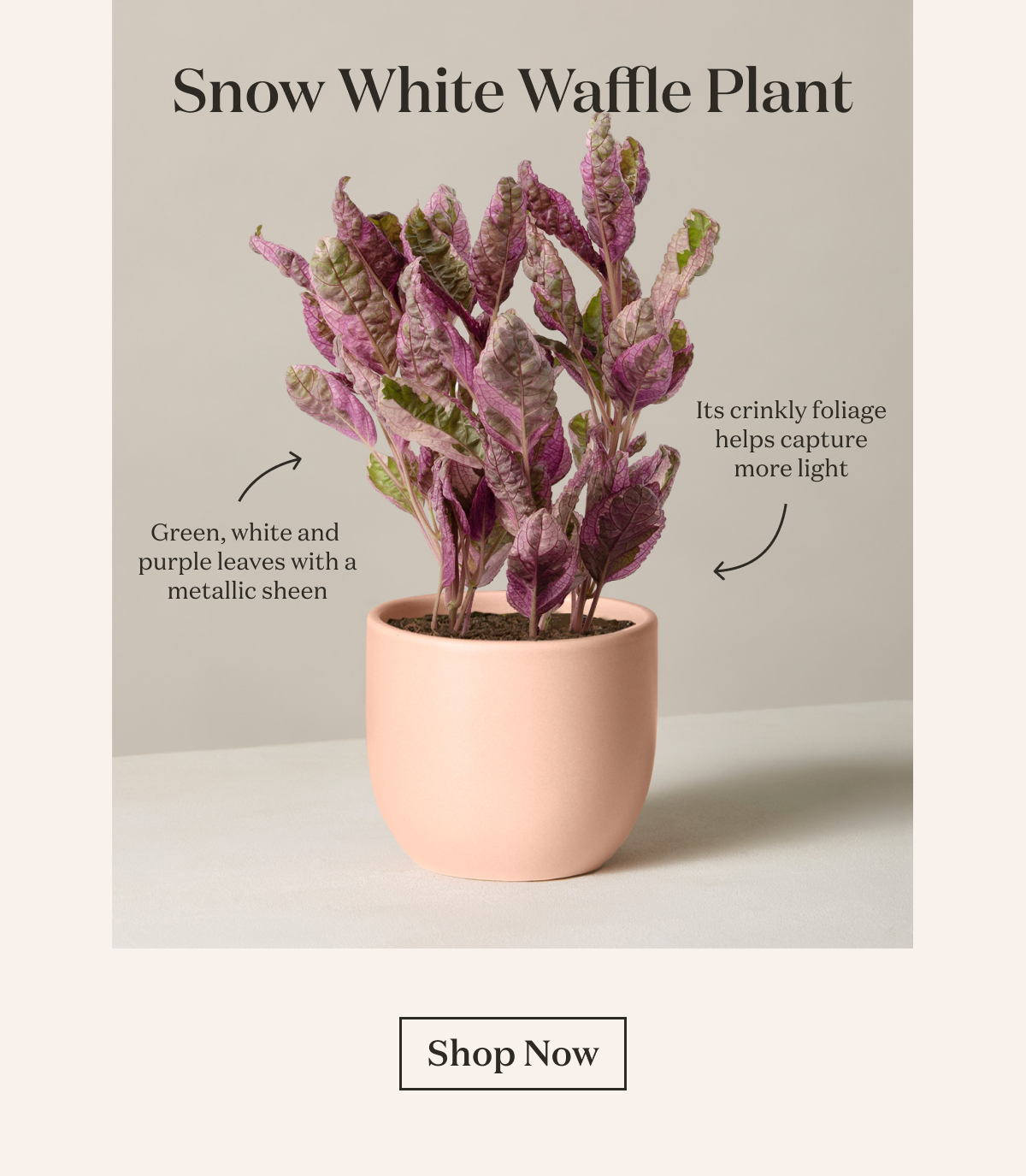 Snow White Waffle Plant