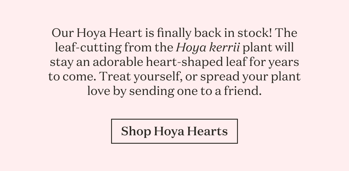 Our Hoya Heart is finally back in stock! A leaf-cutting from the Hoya kerrii plant, this fun, whimsical fella will stay an adorable heart-shaped leaf for years to come. Treat yourself, or spread your plant love by sending one to a friend. 