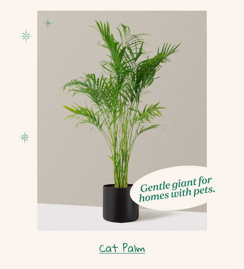 Large Cat Palm Plant