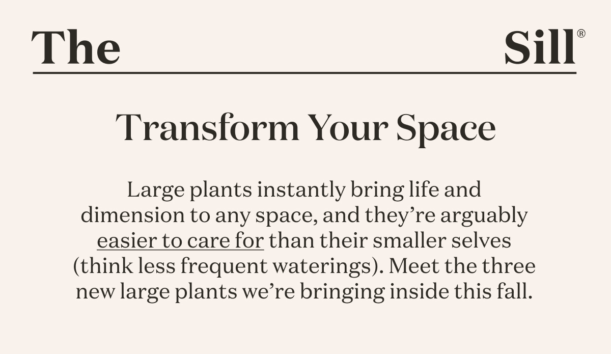 Transform Your Space. Large plants instantly bring life and dimension to any space, and they’re arguably easier to care for than their smaller selves (think less frequent waterings). Meet the three new large plants we’re bringing inside this fall. 